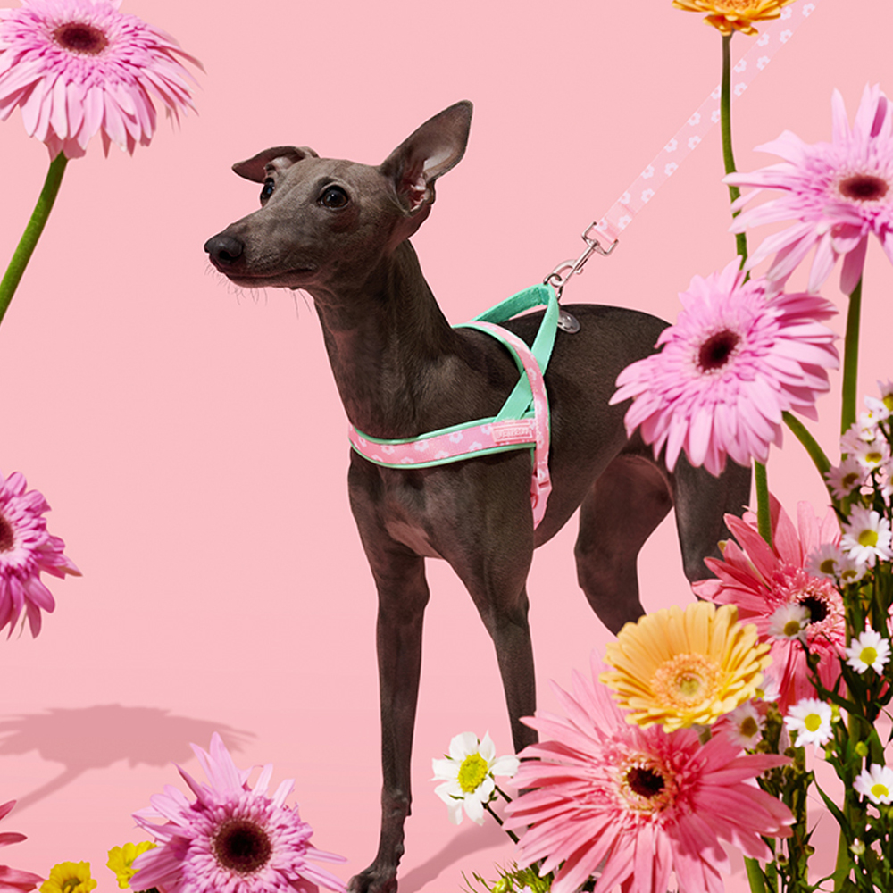 Luxury Pet Chest Strap Tractio - Headcollar Rope Set recensie en prijs