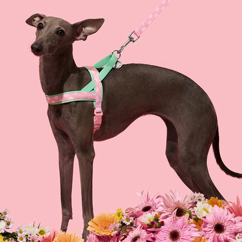 Luxury Pet Chest Strap Tractio - Headcollar Rope Set recensie en prijs