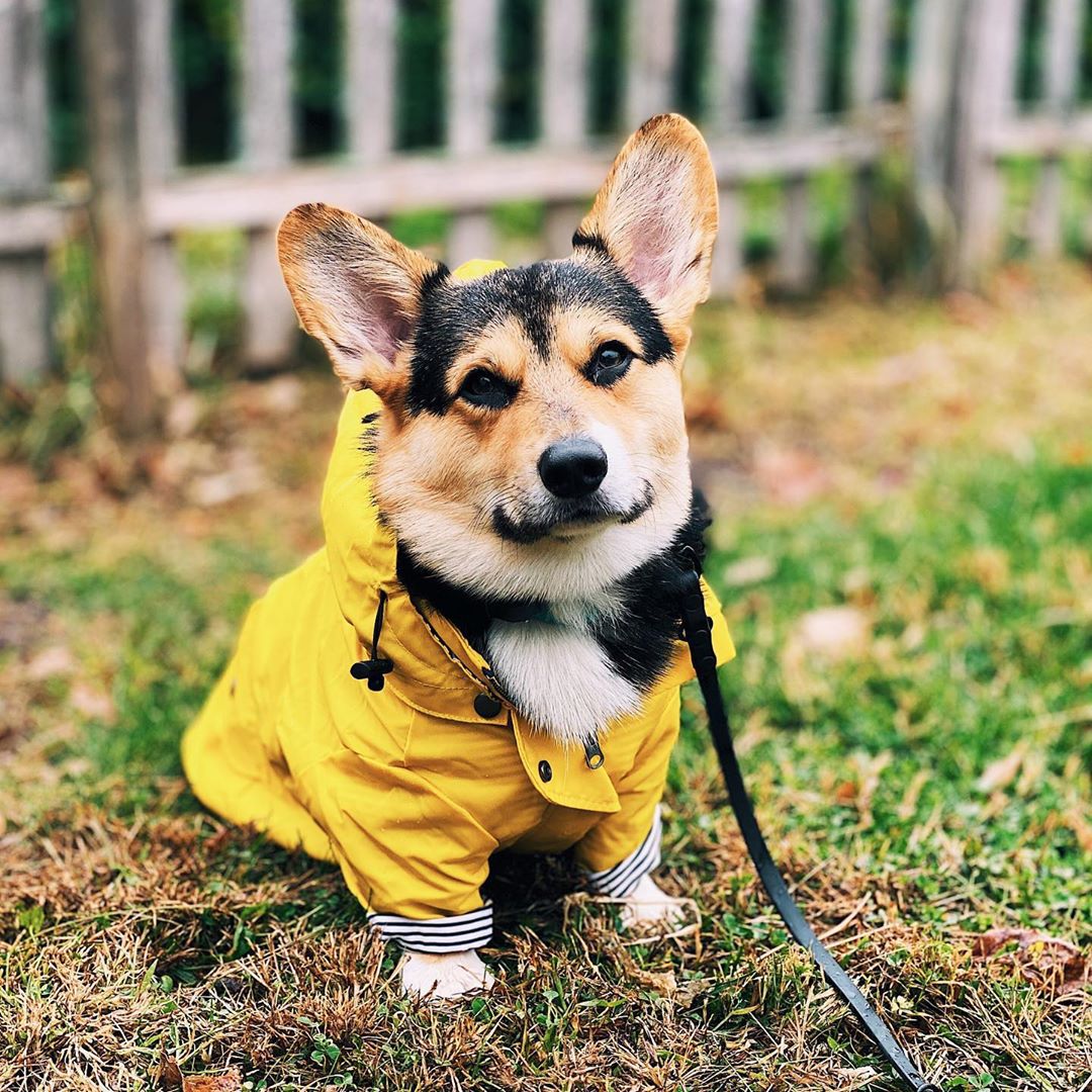 Waterproof Pet Dog Coat for Sm - Outdoor Sport Hoodie recensie en prijs