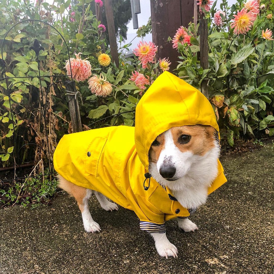 Waterproof Pet Dog Coat for Sm - Outdoor Sport Hoodie recensie en prijs