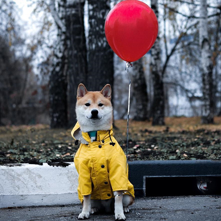 Waterproof Pet Dog Coat for Sm - Outdoor Sport Hoodie recensie en prijs