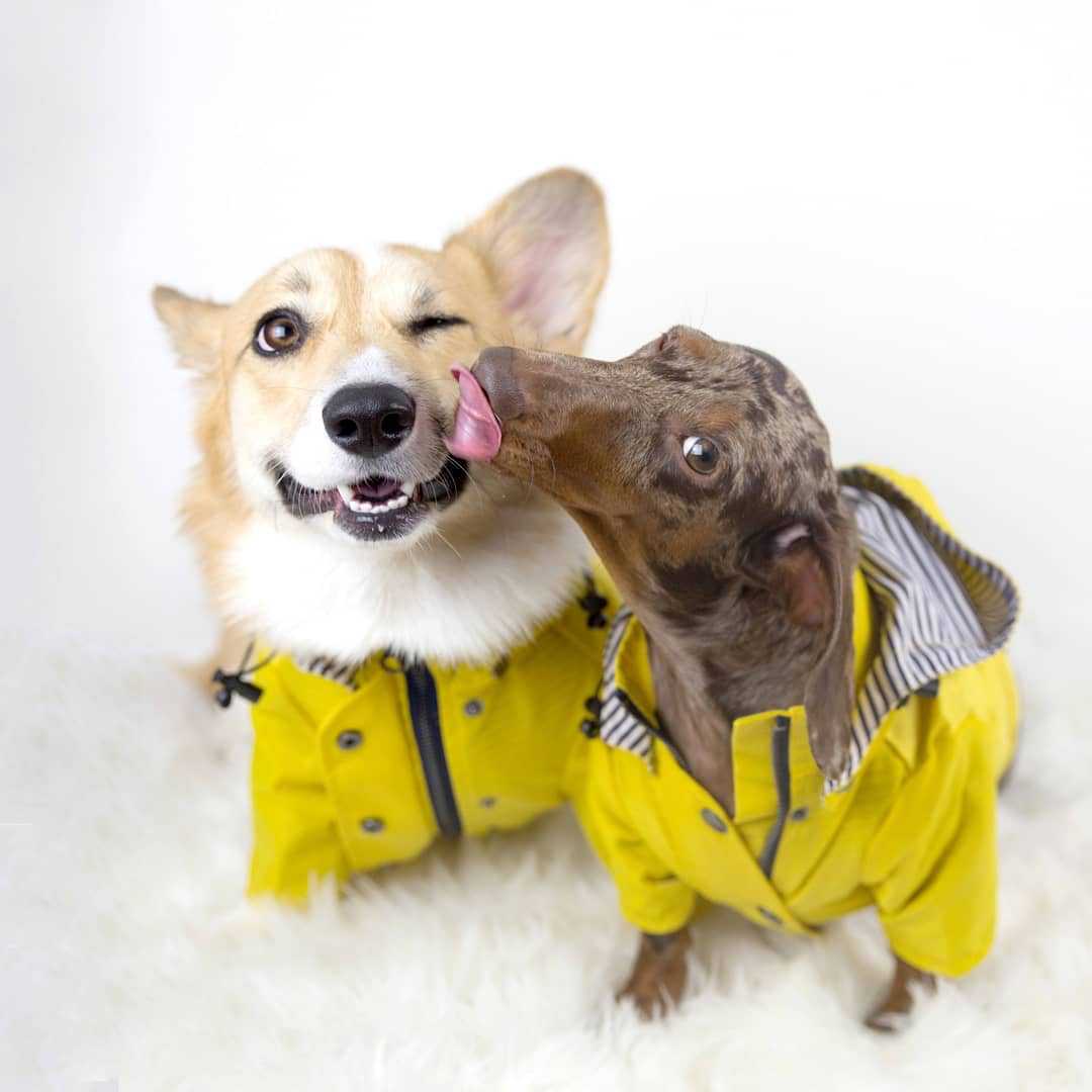 Waterproof Pet Dog Coat for Sm - Outdoor Sport Hoodie recensie en prijs